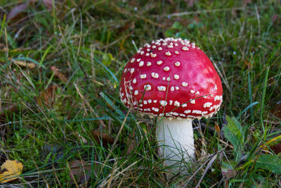 The fly agaric or false oronge is a species of basidiomycete fungi of the amanitaceae family.