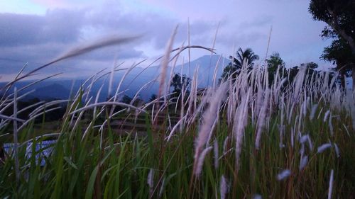 Close-up of grass on field against sky