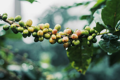 Green coffee beans on the tree organic farming concept