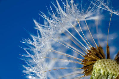 Close-up of dandelion against blue sky