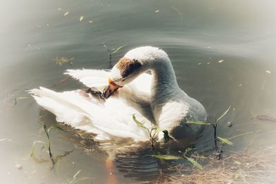 Swan swimming in lake