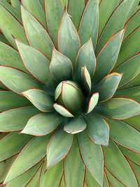 Full frame shot of succulent plant