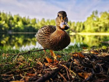 Bird on a field