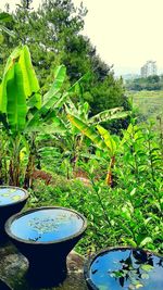 Plants growing on tree