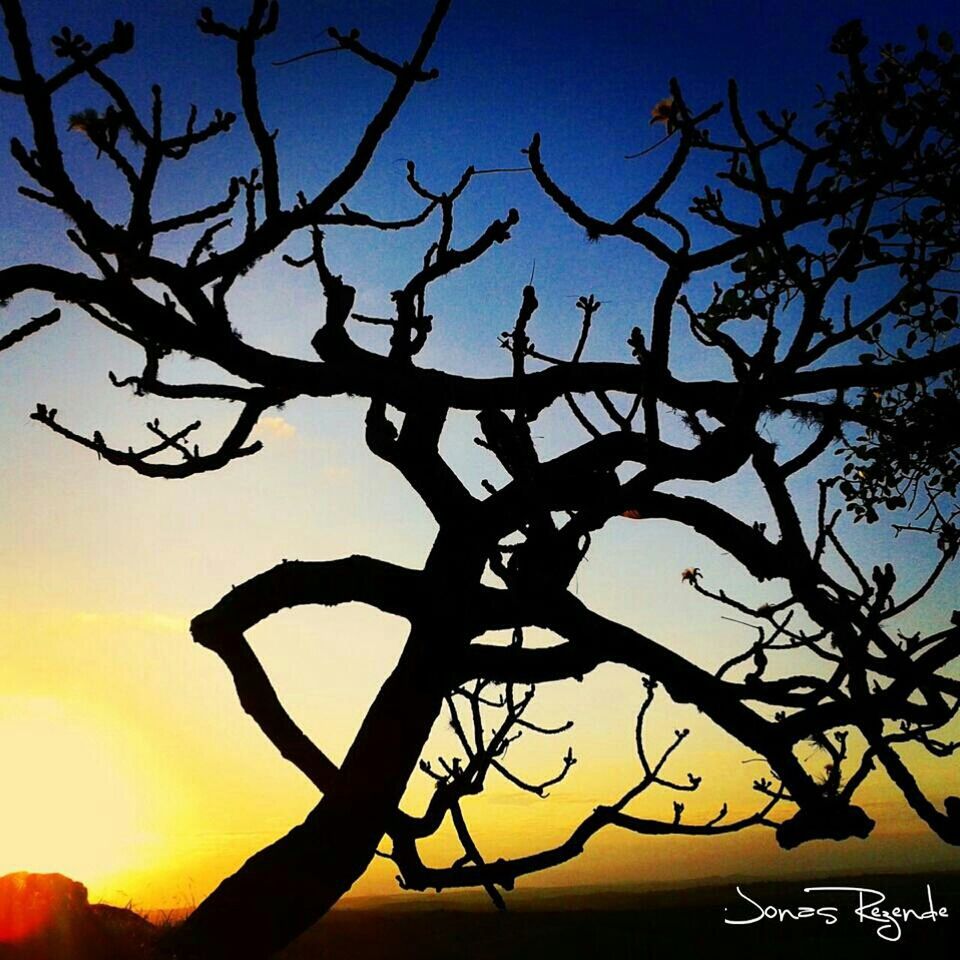 sunset, silhouette, branch, bare tree, tranquility, scenics, beauty in nature, tranquil scene, sky, tree, nature, orange color, low angle view, idyllic, dusk, clear sky, outdoors, majestic, sun, no people