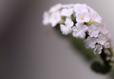 Close-up of purple white flowers