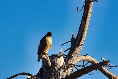 Low angle view of birds perching on tree against sky