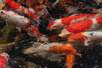 View of koi fish in sea