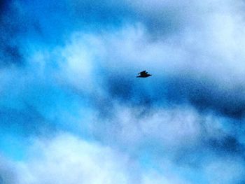 Low angle view of bird flying in sky