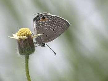 Close-up of butterfly on flower