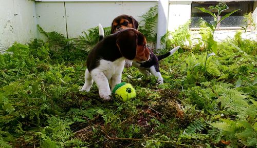 Dog standing on grass