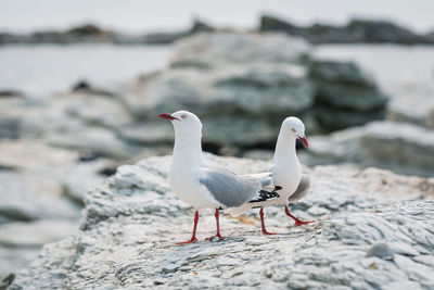 Pair of seagulls perching on a rocky beach