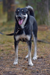 Portrait of a dog