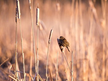 View of bird perching on dry plant