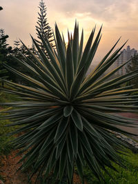 Close-up of palm tree against sky