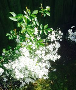 White flowers growing on tree