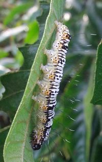 Close-up of insect on plant