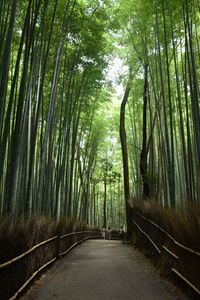 View of bamboo trees in forest