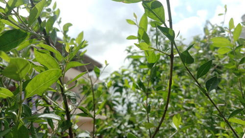 Low angle view of plants against sky