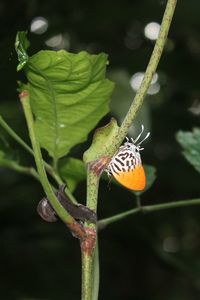 Close-up of insect on plant