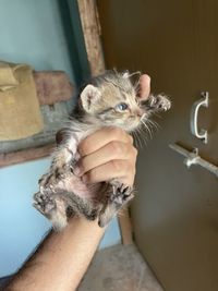 Portrait of hand holding cat