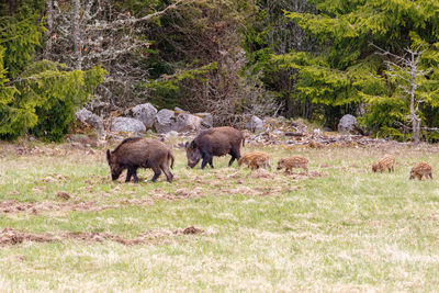Sheep grazing in a field