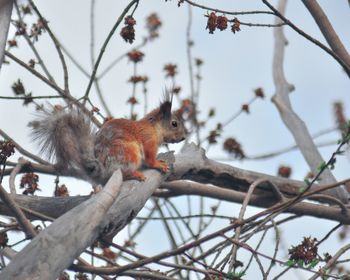 Low angle view of squirrel on tree