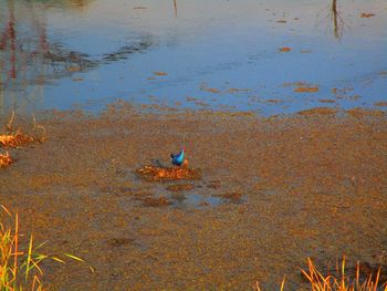 High angle view of a beautiful bird in lake