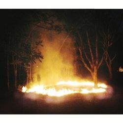 Illuminated trees at night