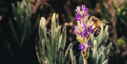 Close-up of purple flowers blooming outdoors