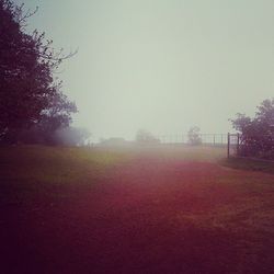 Scenic view of grassy field