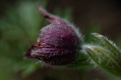 Close-up of purple flower