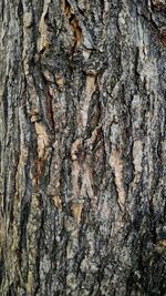 Full frame shot of tree trunk