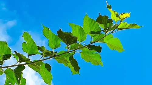 Low angle view of leaves against clear blue sky