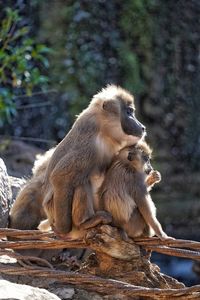 Group of monkey family 