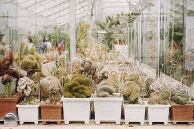 Potted plants at greenhouse