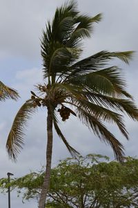 Low angle view of palm trees against sky