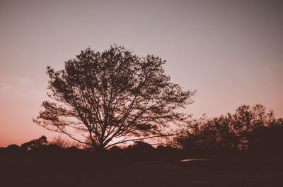 Silhouette tree on field against sky at sunset