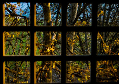 Trees in forest seen through window