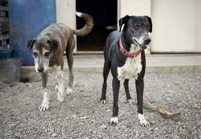 Portrait of dogs running