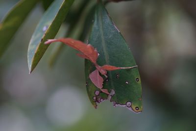 Close-up of leaves on plant during autumn