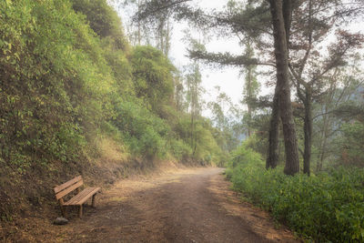 Empty road amidst trees against sky