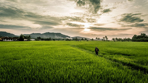 Scenic view of rice field against sky