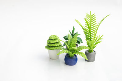 Close-up of potted plant against white background