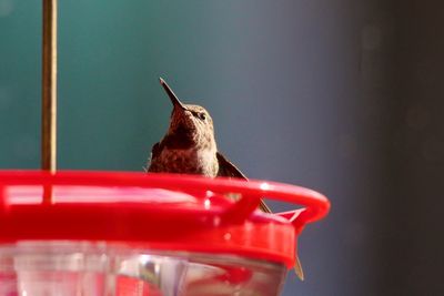 Close-up of hummingbird on feeder