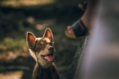 Dog sticking out tongue outdoors