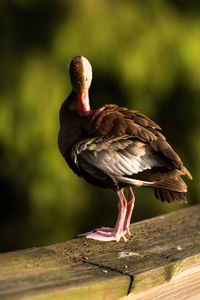 Close-up of bird perching on wood