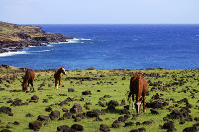 Horses standing on field by sea against clear sky