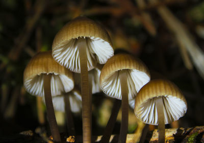 Mushrooms and moss macro, head and texture of mushroom in the forest. mushroom species.