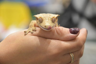 Cropped hand of person holding lizard